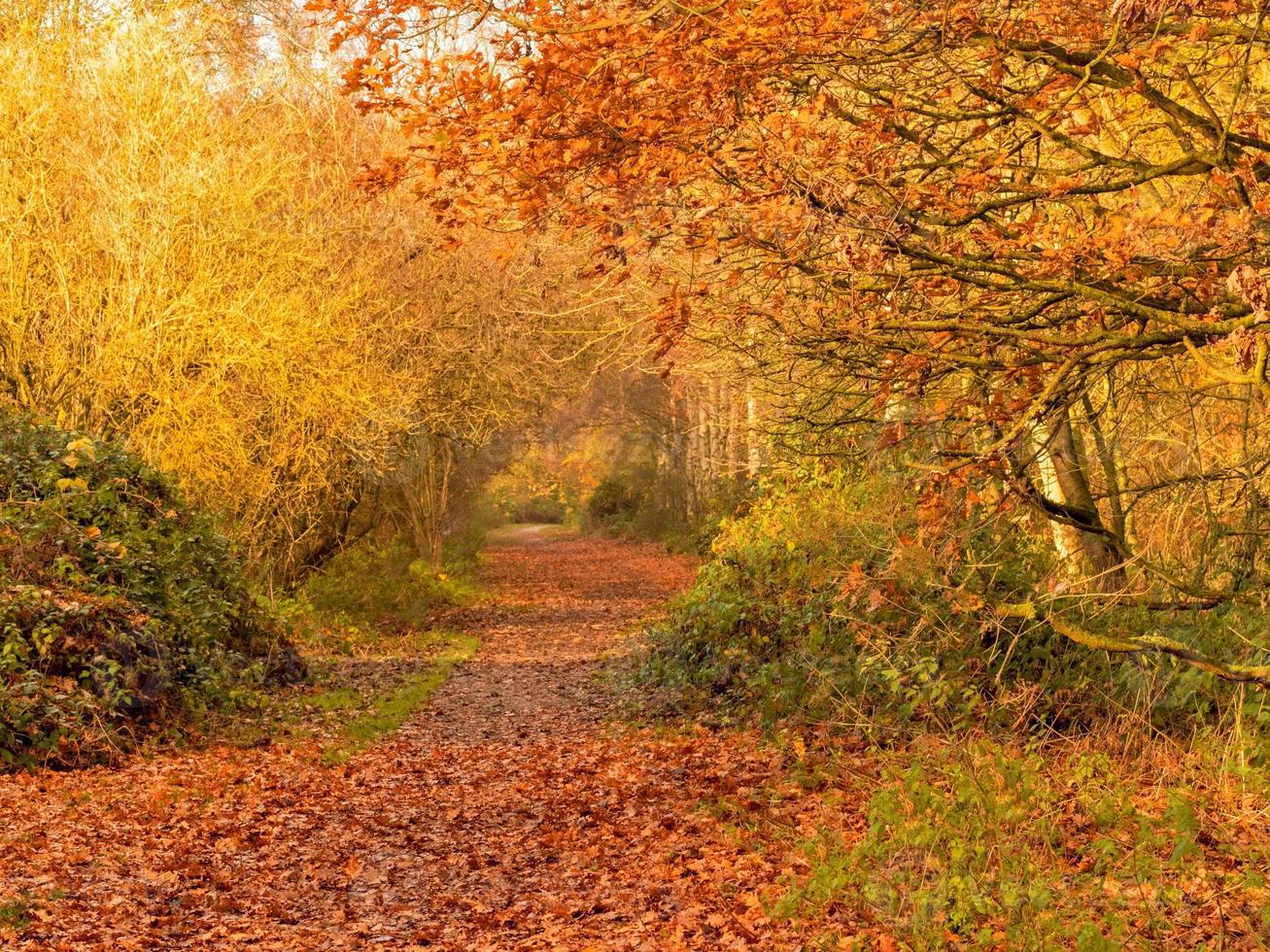 höstfärger på Barlow Common, North Yorkshire, England foto