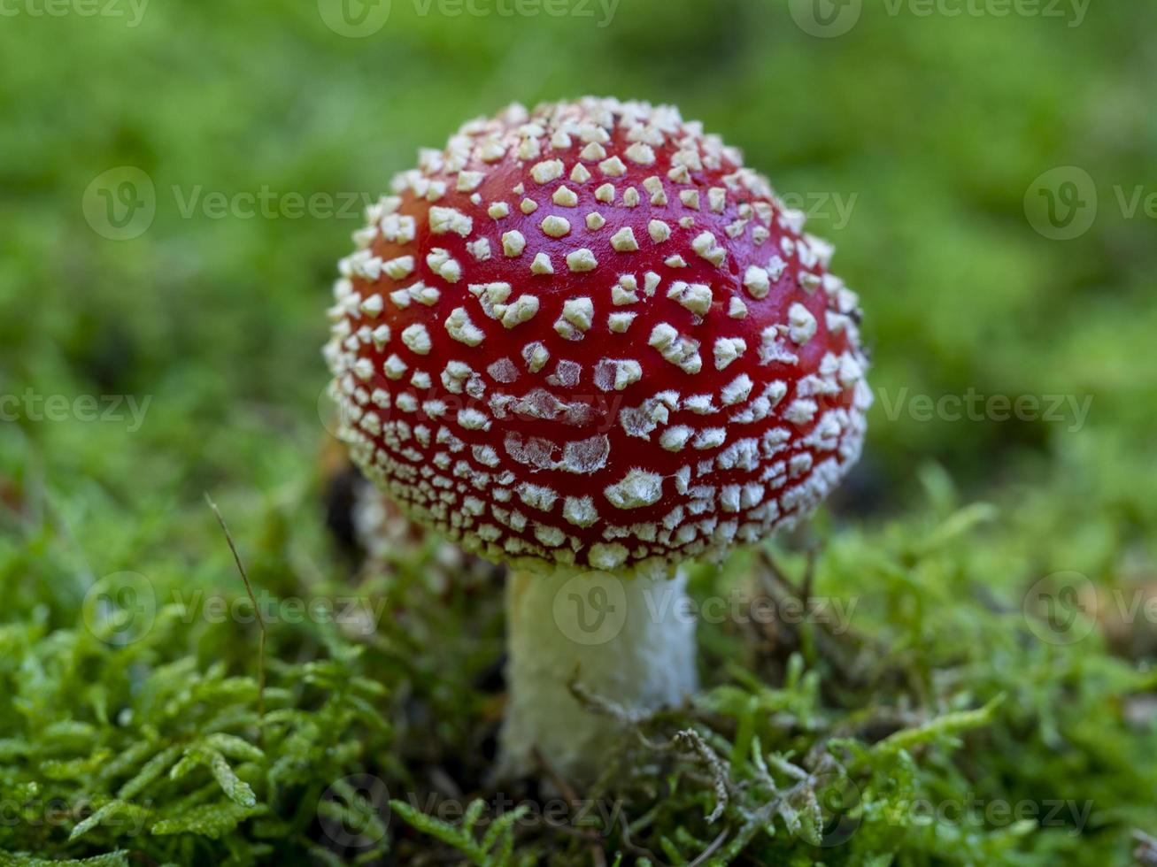 närbild av en amanita muscaria fluga svamp foto