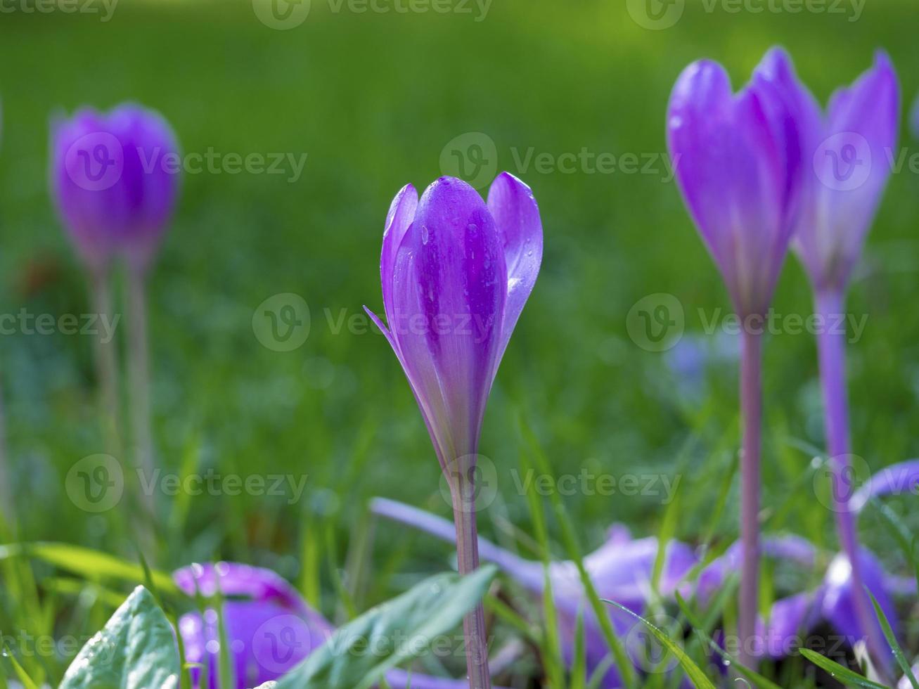 höstkrokusblommor, colchicum Autumnale, på en gräsäng foto