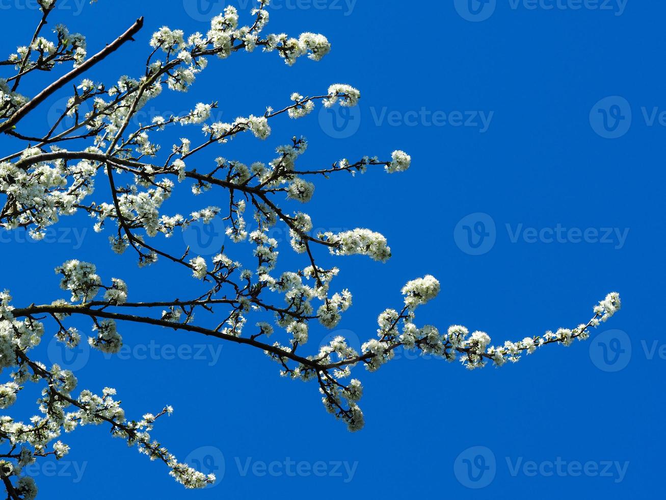 vit svarttorn blommar på grenar mot en blå himmel foto