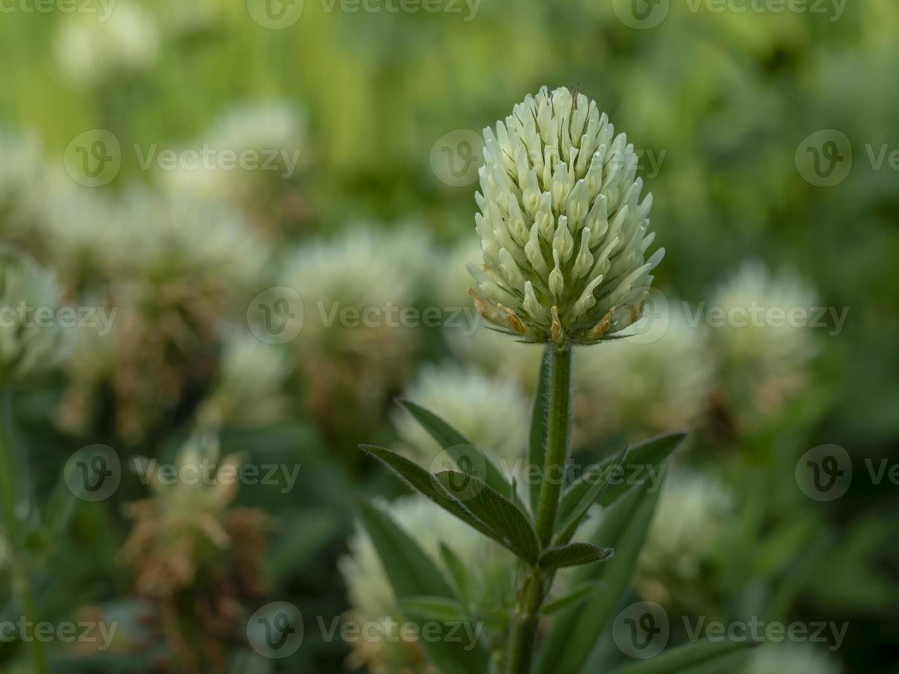 vit blomma av svavelklöver, trifolium ochroleucon foto