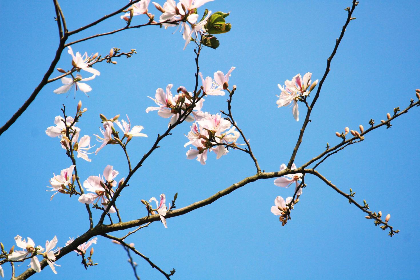 skön blomma vit vild himalayan körsbär grenar med blå himmel foto