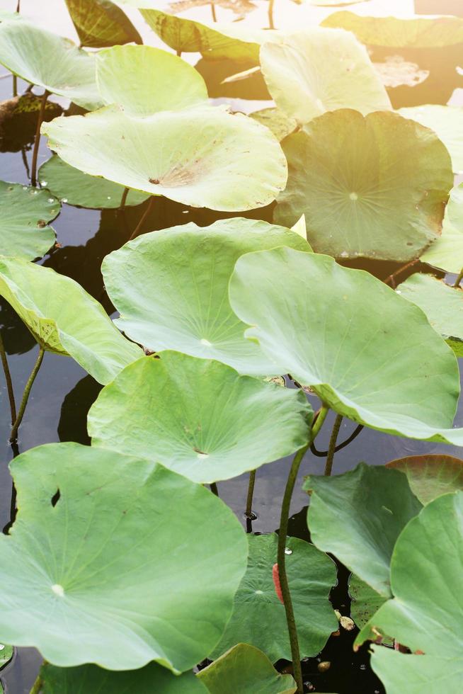 rosa lotus knopp i de damm med naturlig ljus och solstråle i de vatten lilja blommor trädgård. foto