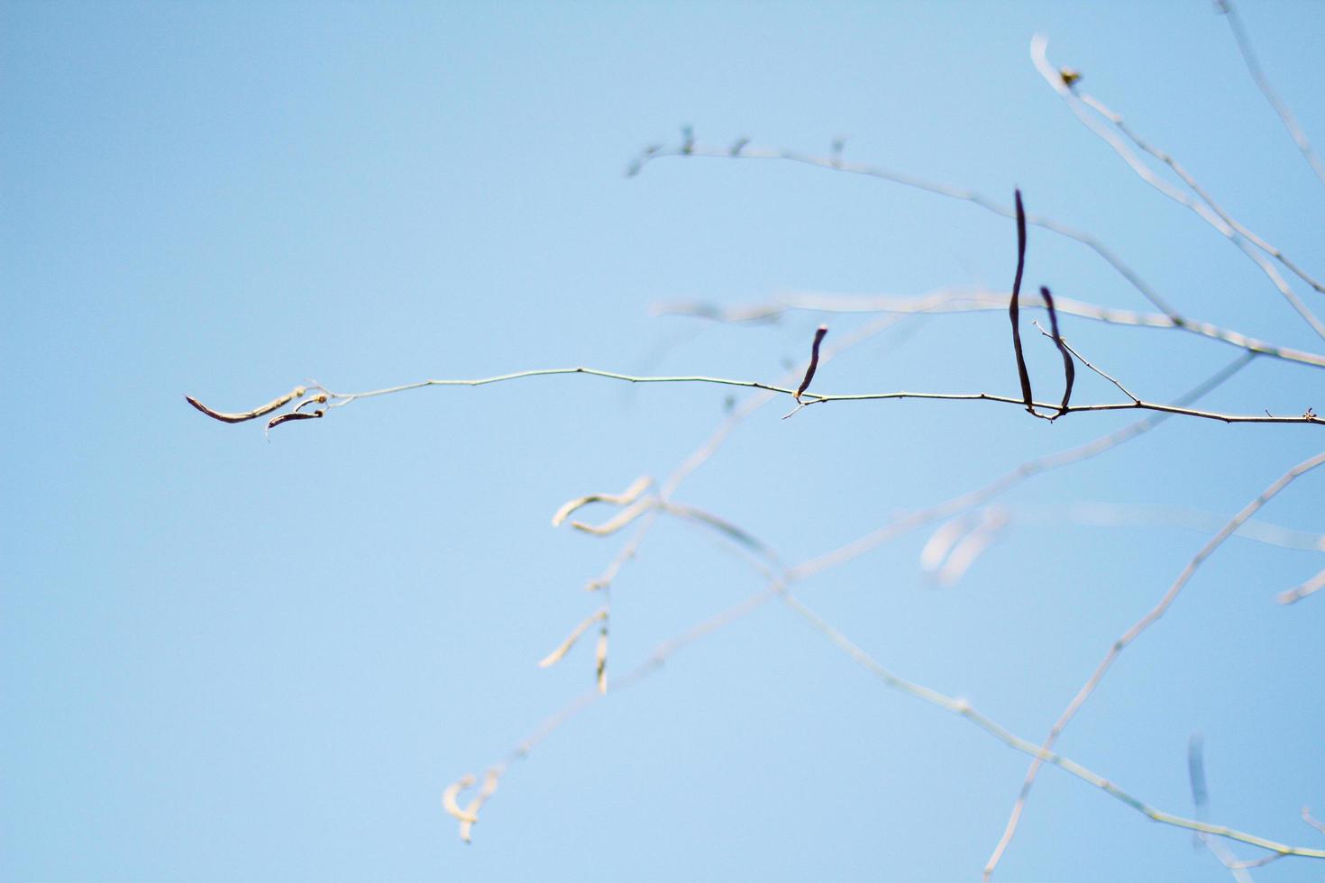 mjuk fokus torr gren med blå himmel i sommar och naturlig solljus foto