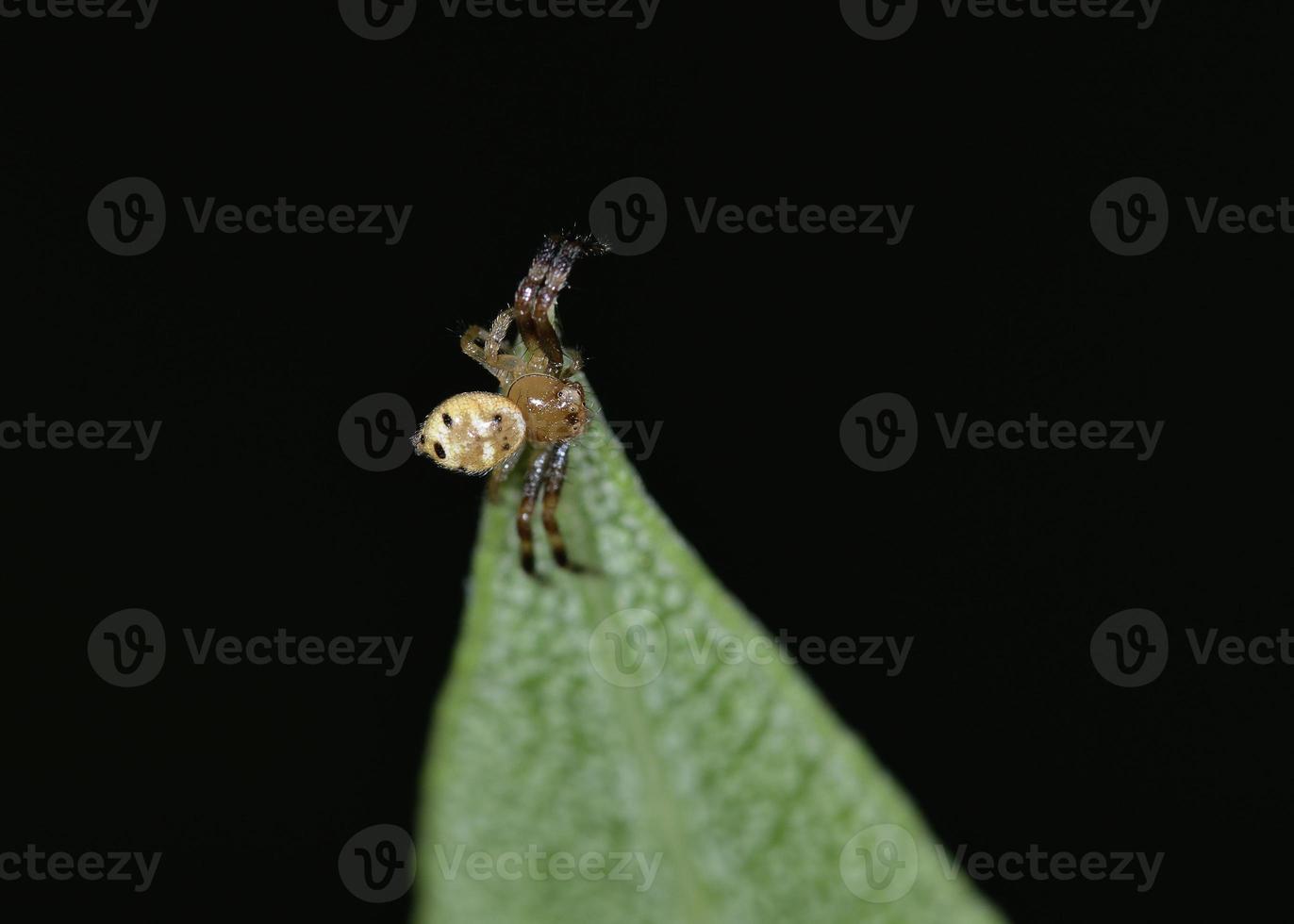 synema globosum - napoleonspindel är en art av spindlar som tillhör familjen thomisidae - krabba spindlar, Kreta foto