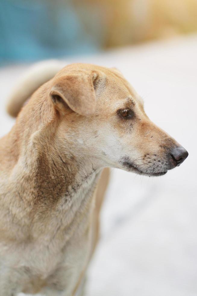 brun hund koppla av och Sammanträde i de trädgård med naturlig solljus foto