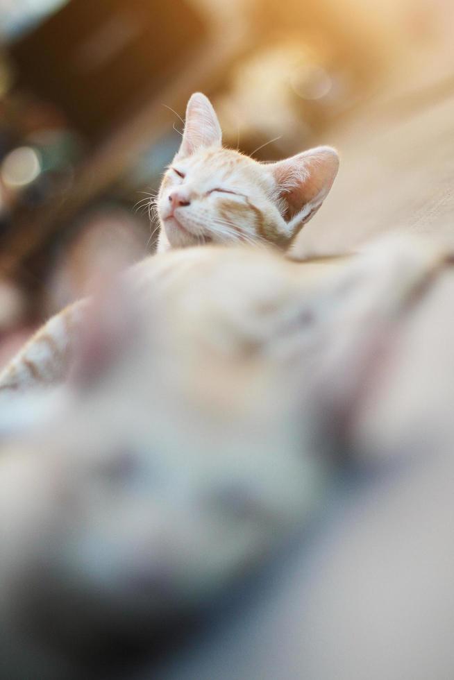 kattunge orange randig katt sovande och koppla av på trä- terrass med naturlig solljus foto