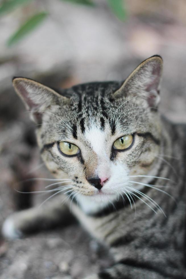 grå randig katt njut av och koppla av på jord golv i trädgård med naturlig solljus foto