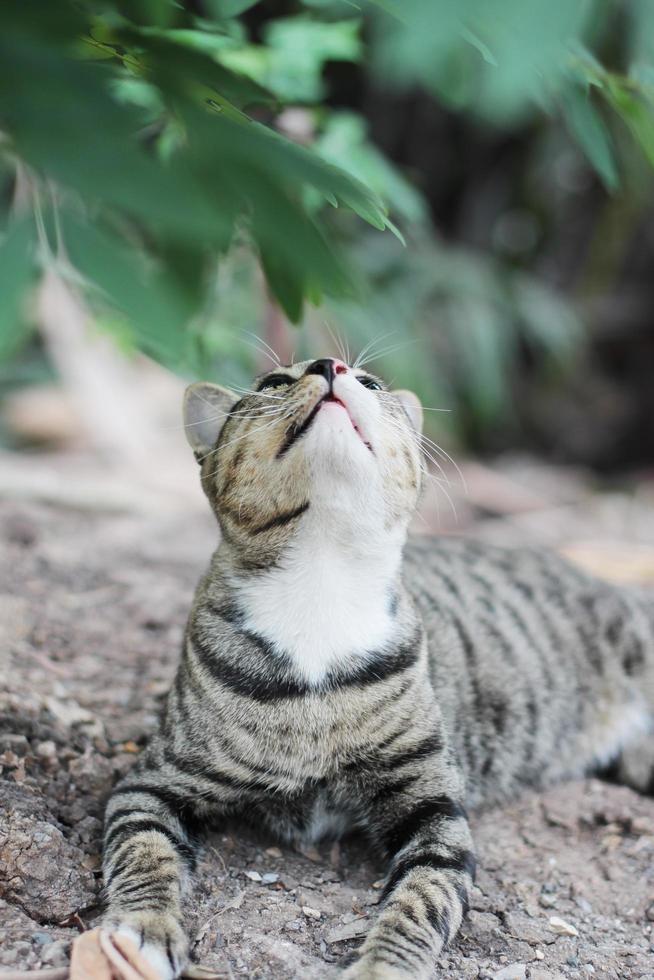 grå randig katt njut av och koppla av på jord golv i trädgård med naturlig solljus foto