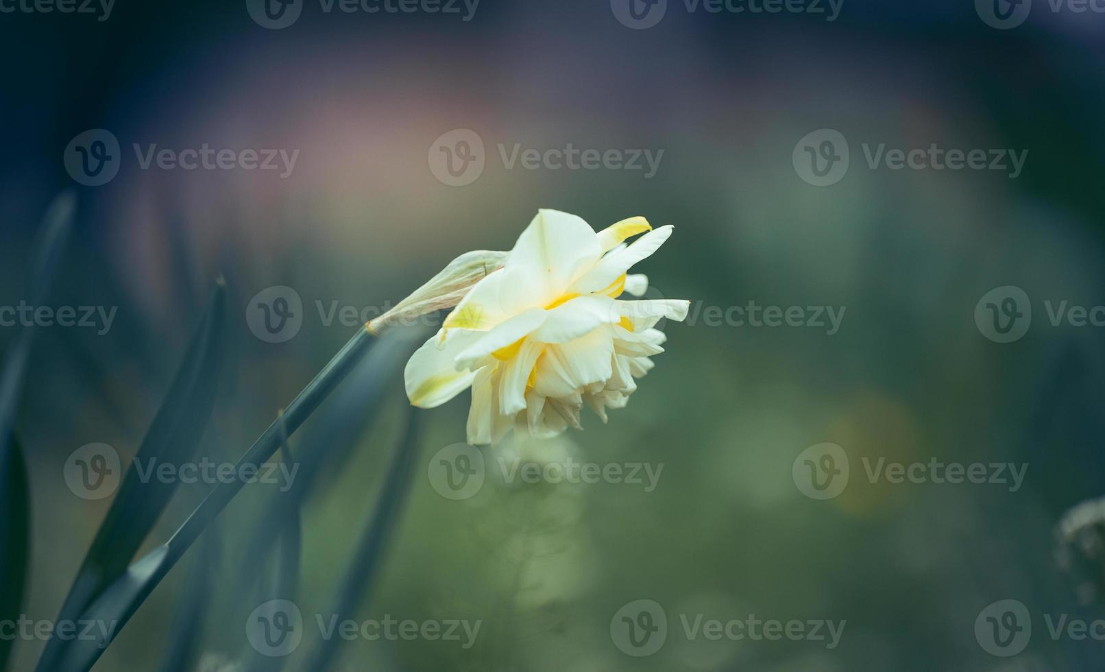 blomning påsklilja i de parkera foto