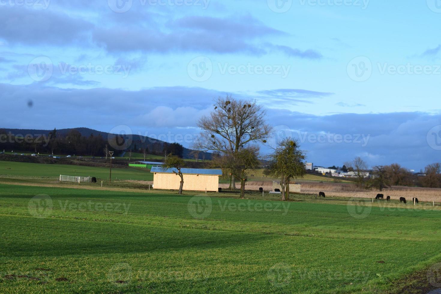 buffel besättning på en hydda foto