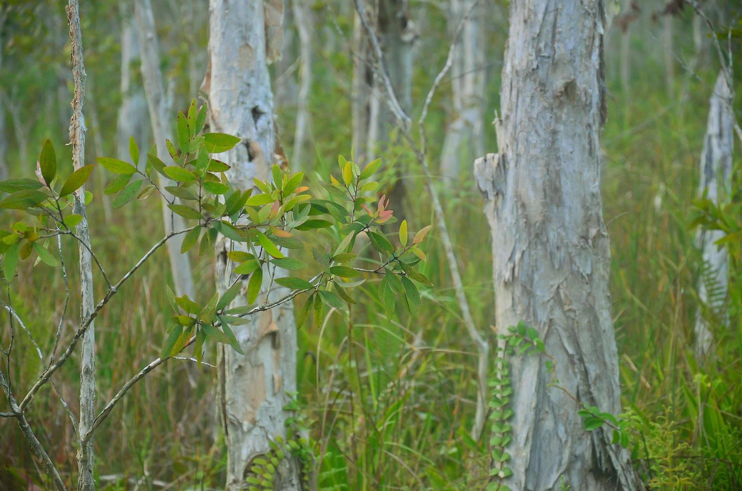 eukalyptus träd i de skog. foto