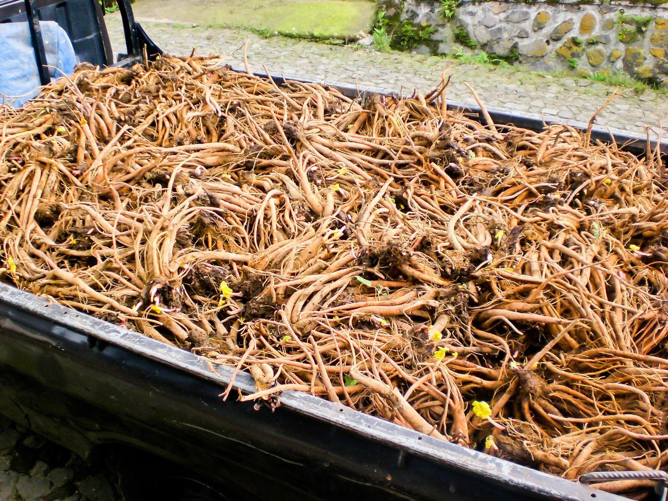 torkades ginseng rötter under de Sol foto