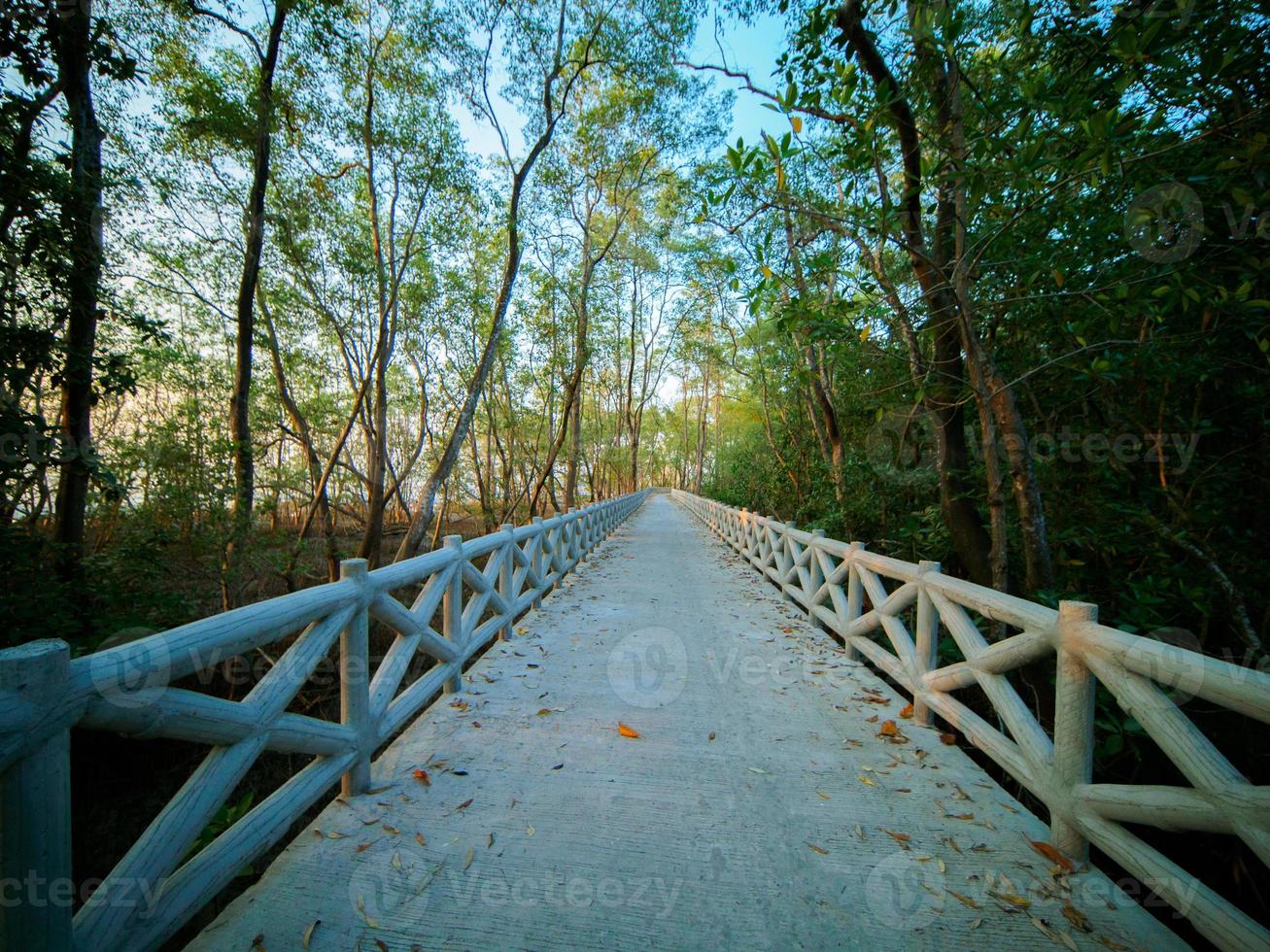 betong gångväg längs de kust av de mangrove skog foto