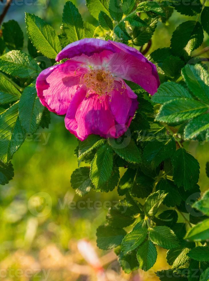 skön mörk rosa blomma nypon närbild. blomning buske av nypon medicinsk. fri Plats. foto