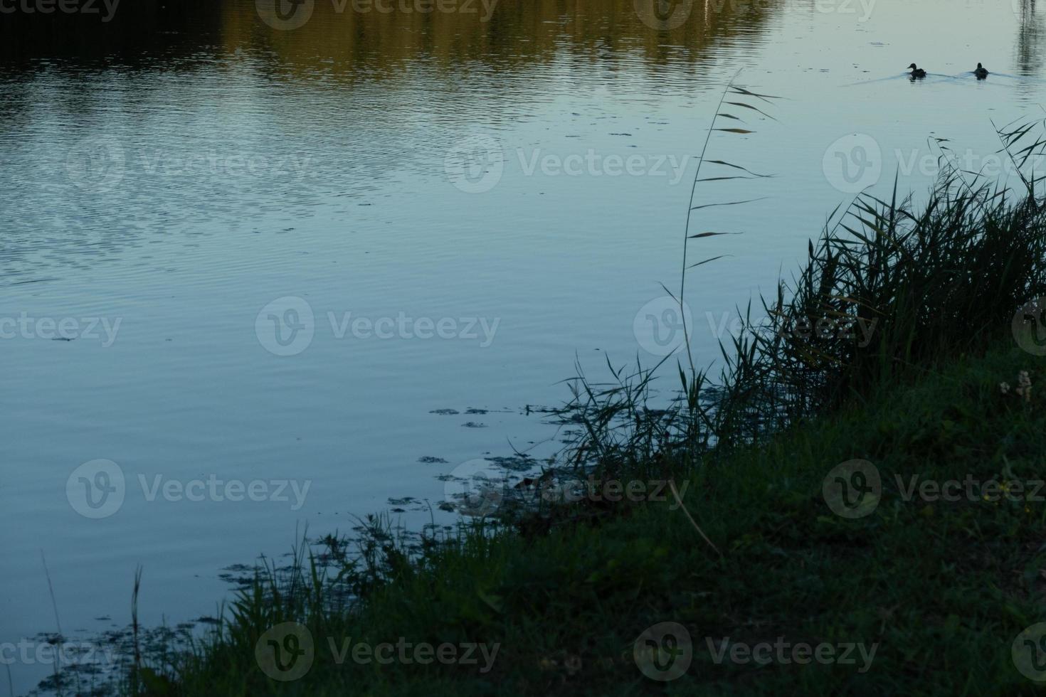 Anka silhuett i gyllene solnedgång foto