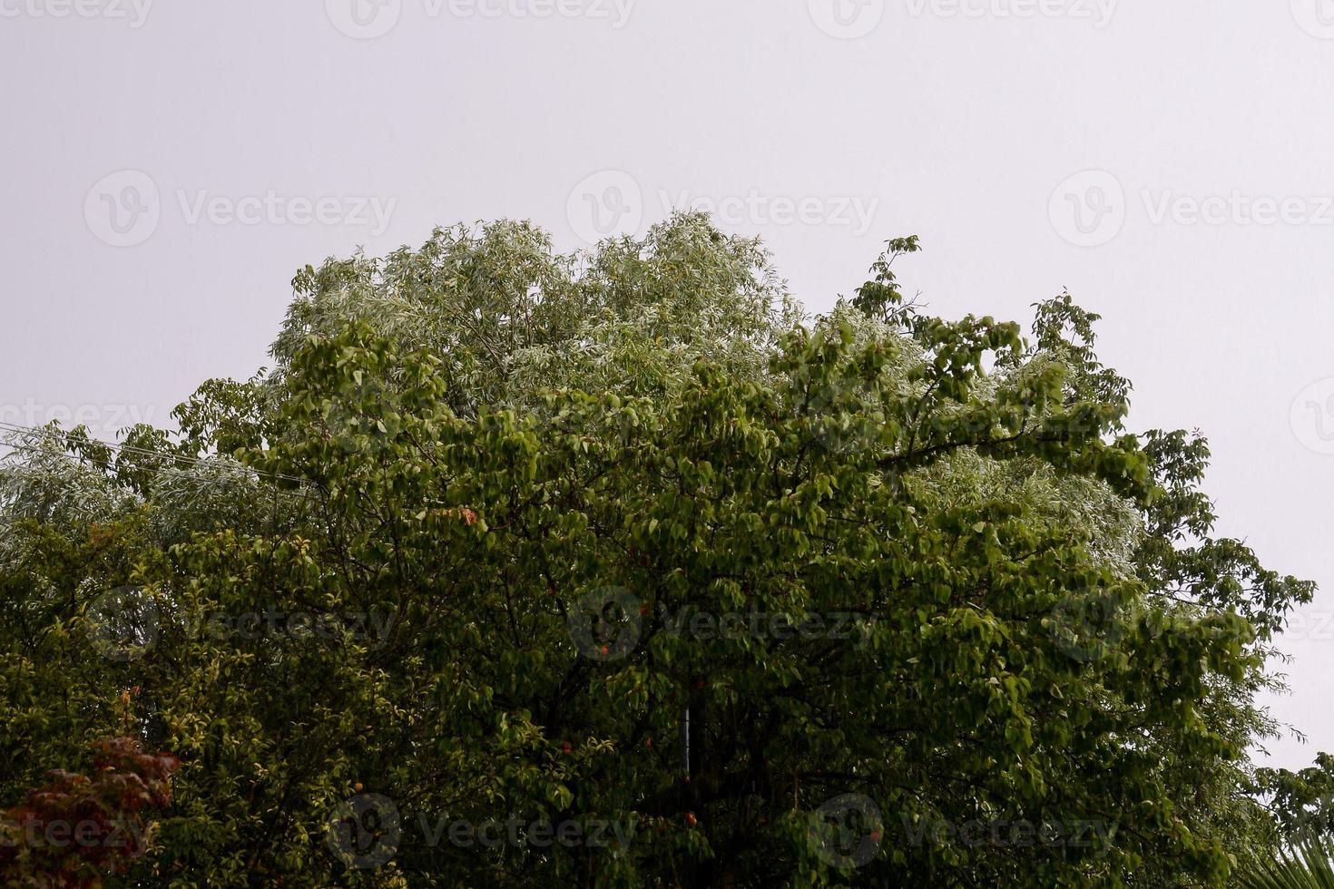 träd i skogen foto