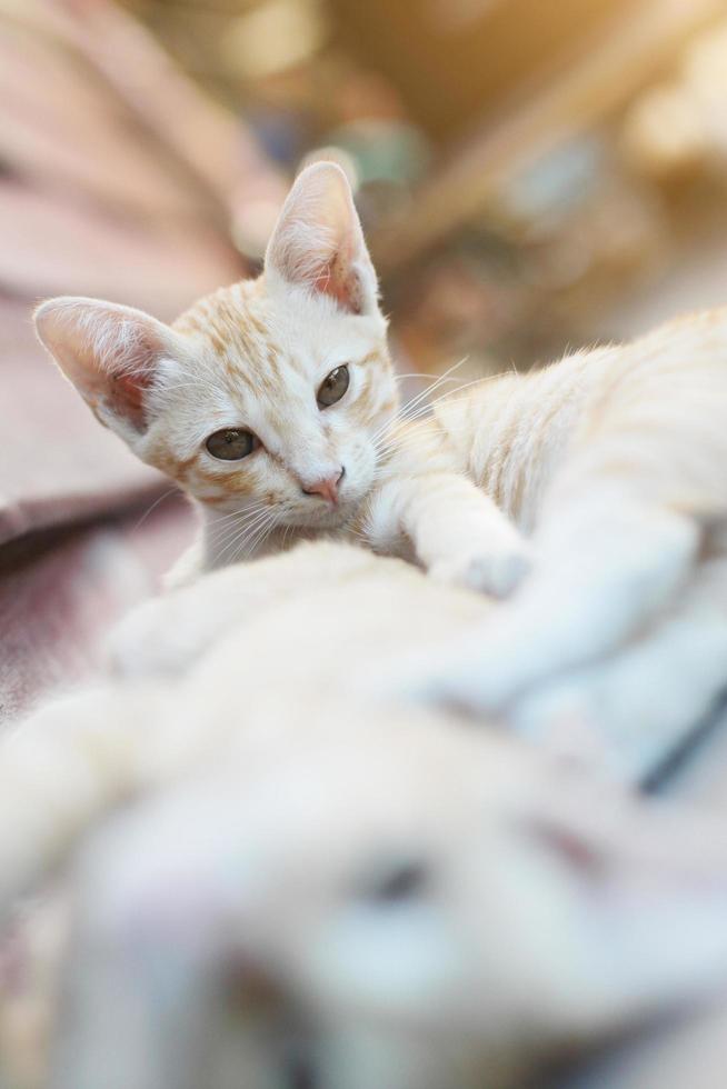 kattunge orange randig katt sovande och koppla av på trä- terrass med naturlig solljus foto