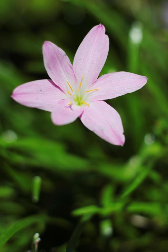 blomma zephyranthes lilja, regn lilja, fe- lilja, liten häxor blommor är vild i tropisk skog foto