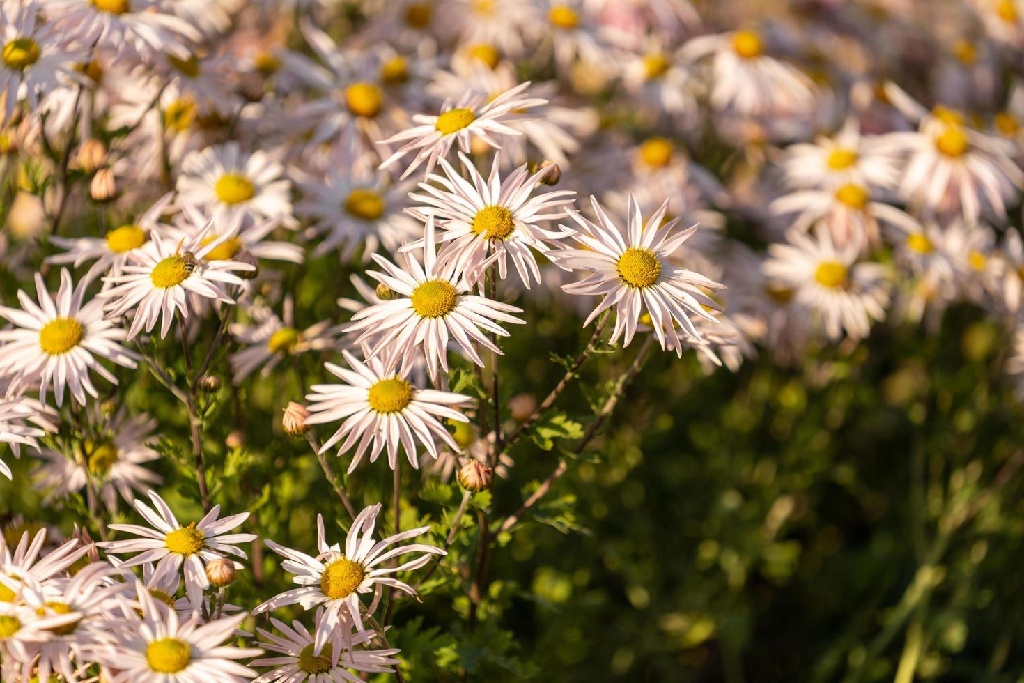 närbild av en grupp av kamomillblommor foto