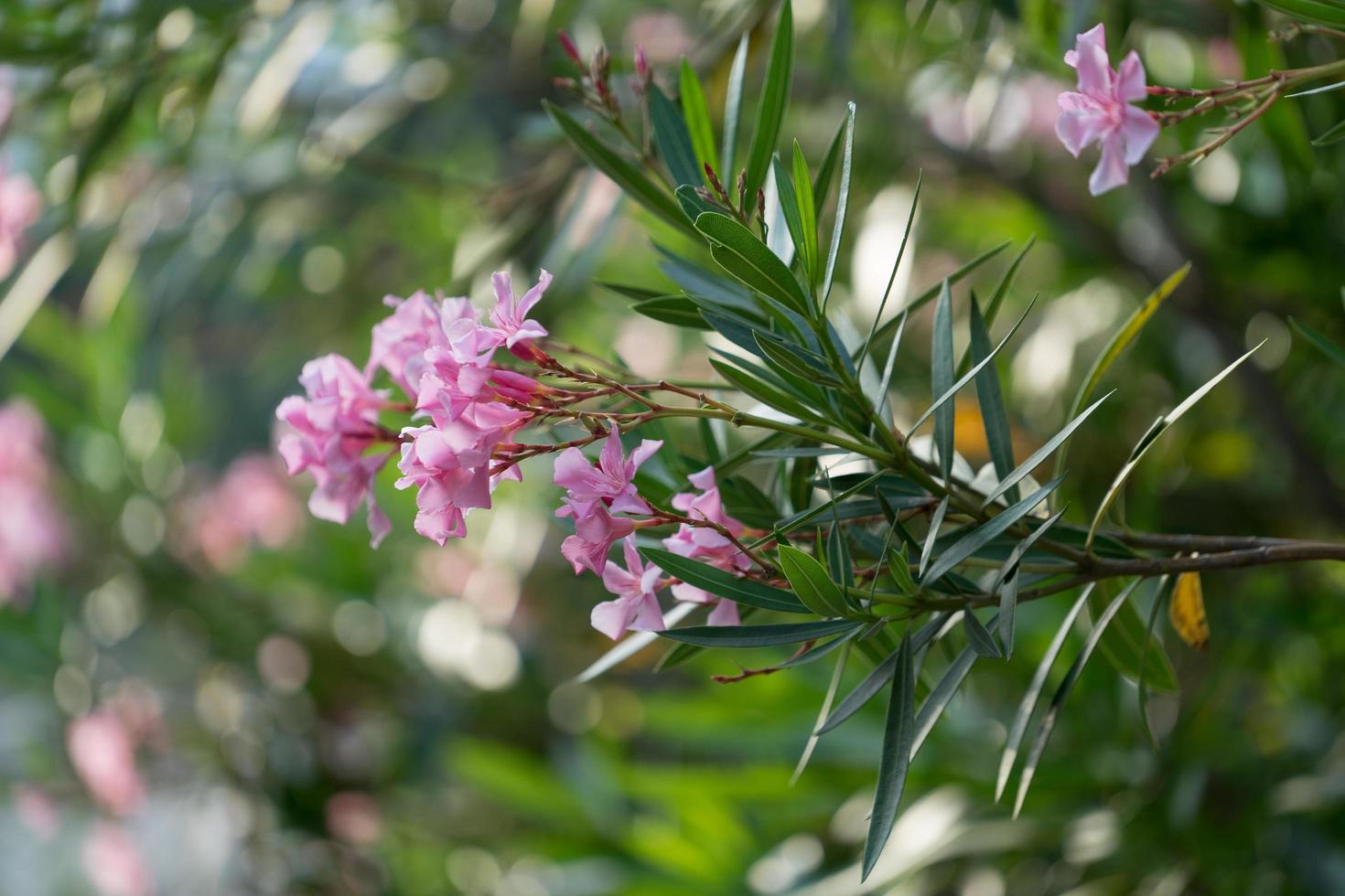 rosa oleander blommor på en buske med en suddig grön bakgrund foto