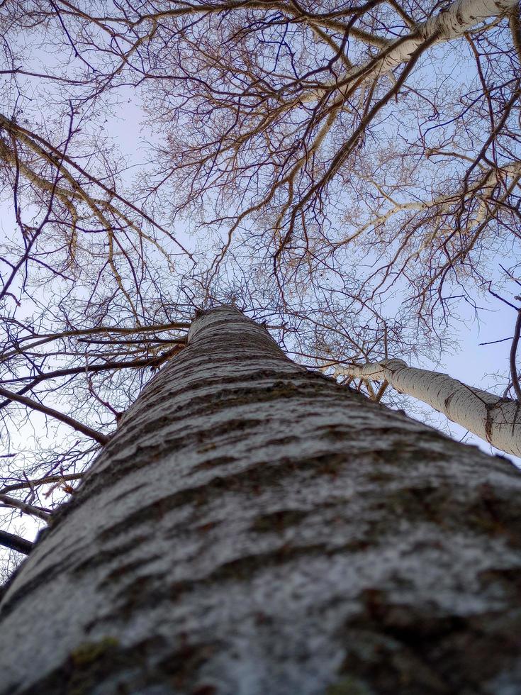 bladlösa träd i en blå himmel foto