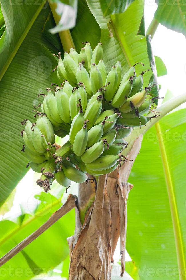 rå banan knippa på träd i de trädgård på thailand foto