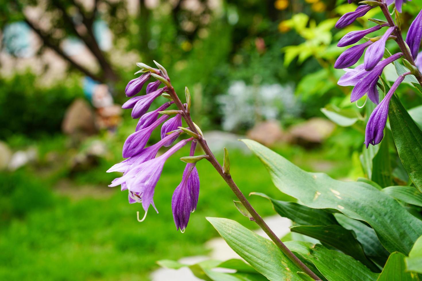 lila blommor i en blomsterrabatt i en trädgård foto