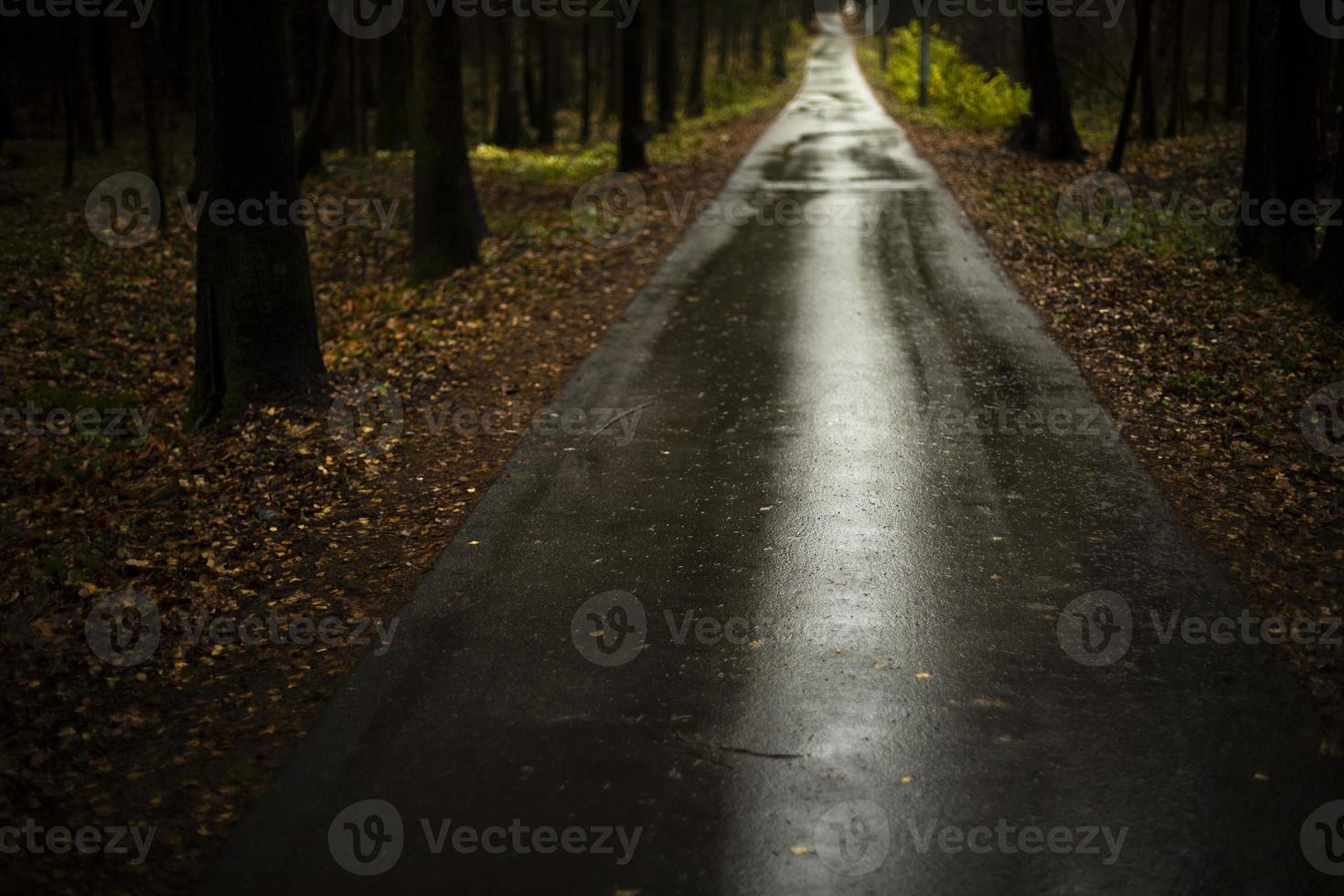våt väg i parkera. regn på asfalt. tömma väg i skog i höst. foto