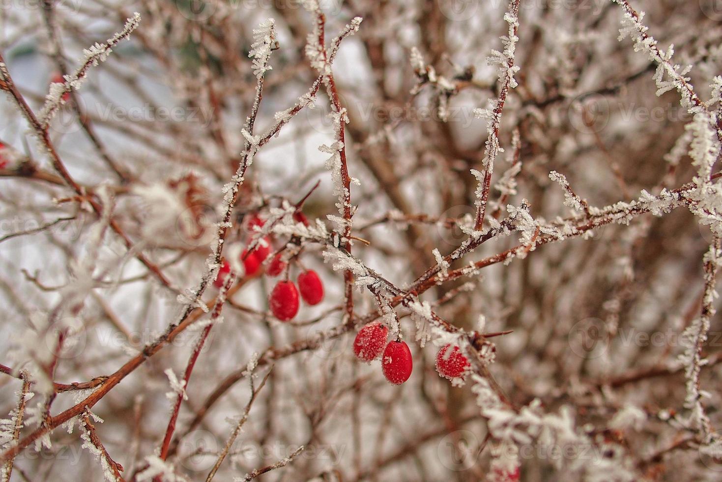 skön buske med röd frukt täckt med vit frost foto