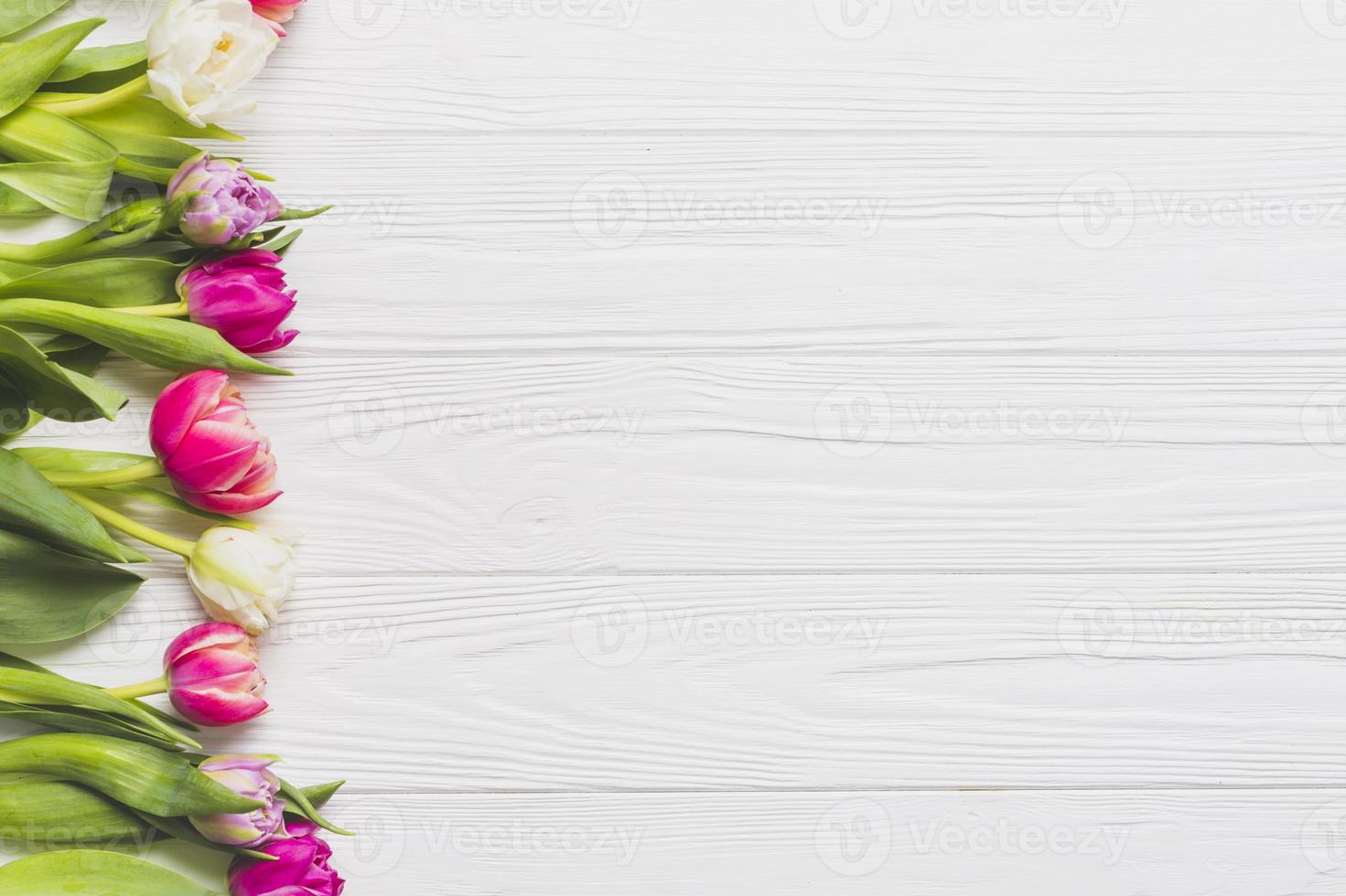 färska tulpaner på vit bakgrund foto