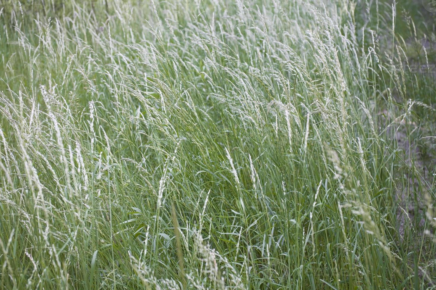 grönt gräs bakgrund foto