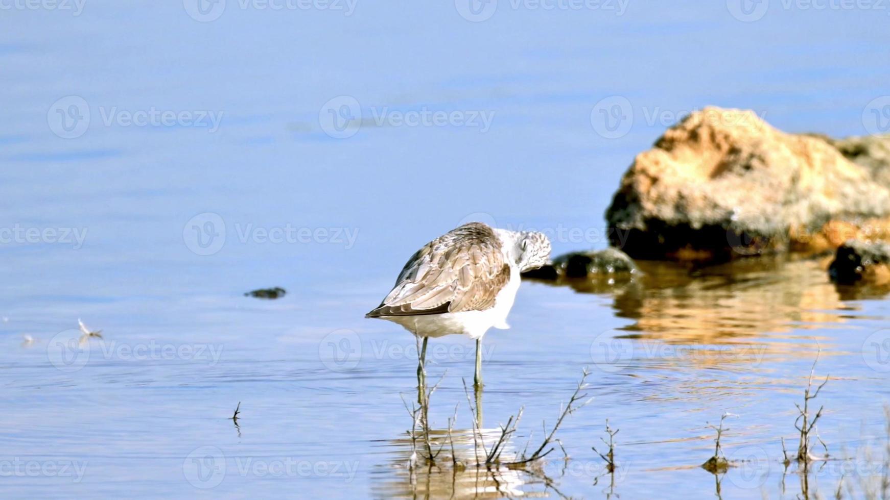 sjöfågel, grönfotad vadare, matning i salt sjö foto