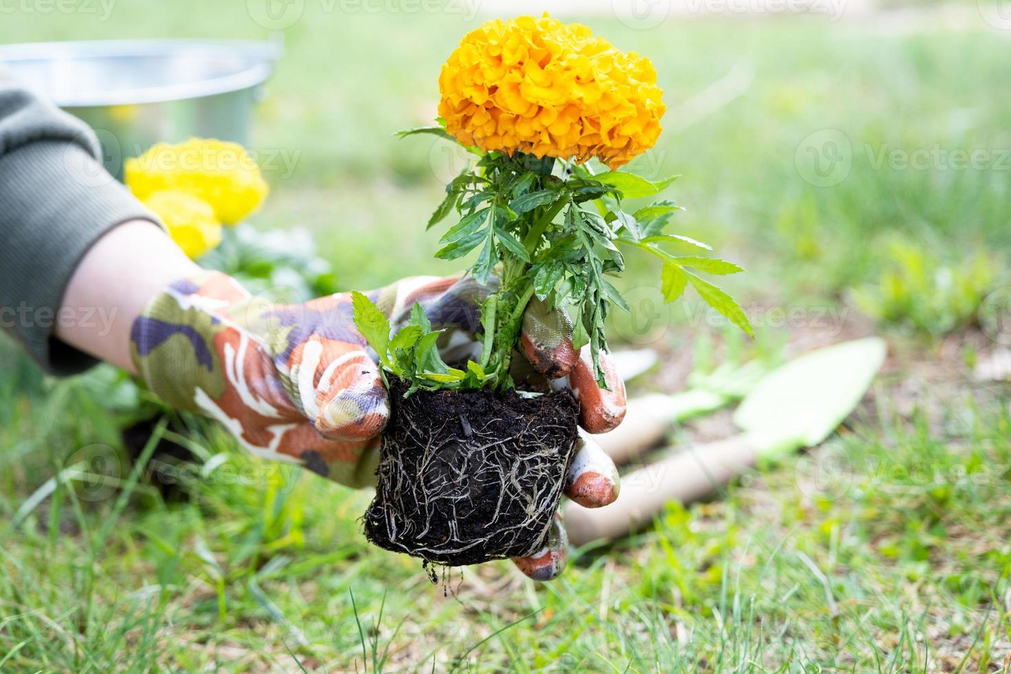 gul och orange ringblomma plantor med rötter är beredd för plantering i de öppen jord i vår. opretentiös trädgård blommor i de händer av en trädgårdsmästare, blomma säng och gård vård foto