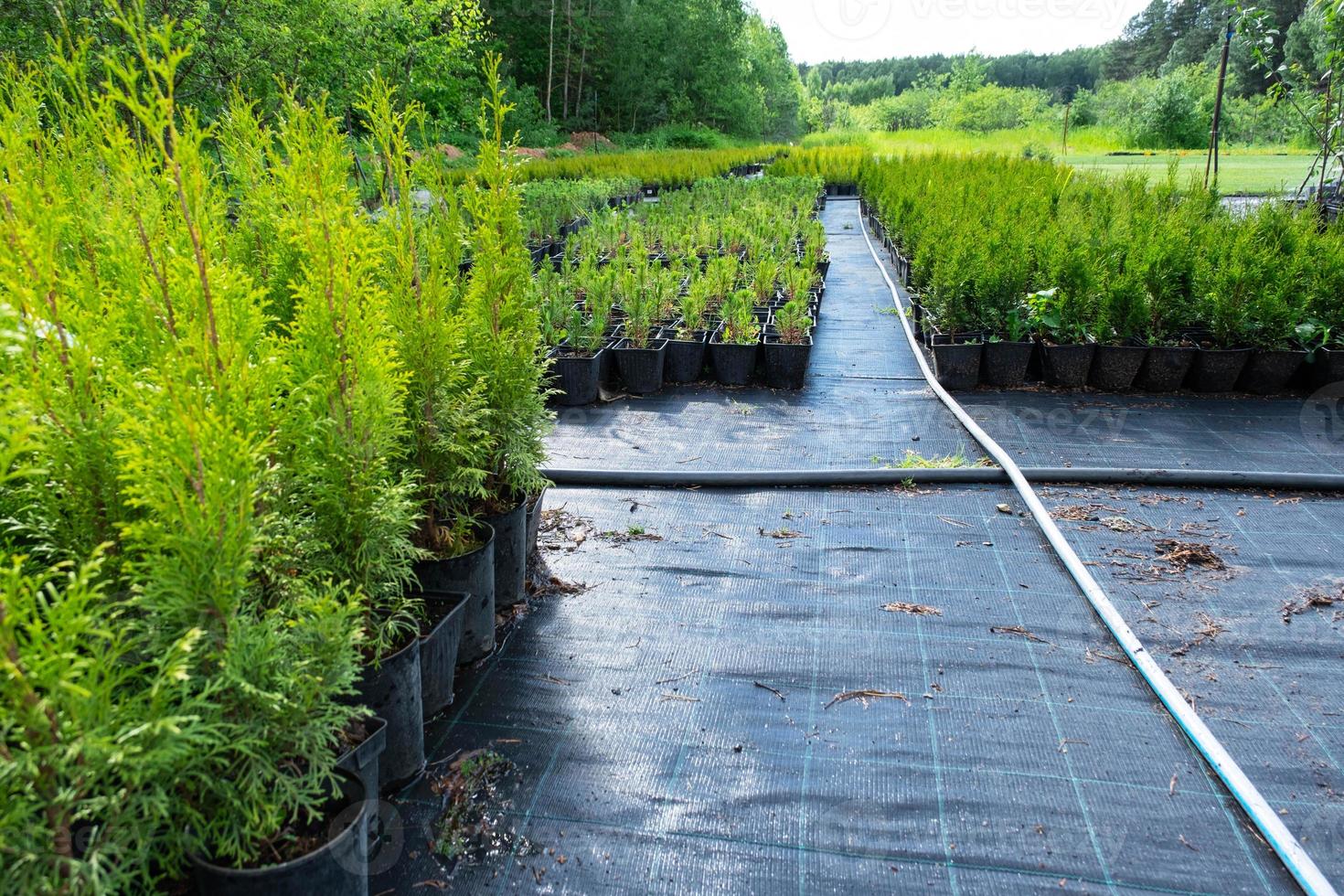 barnkammare av barr- växter i kastruller med en stängd rot för plantering på din trädgård komplott. foto