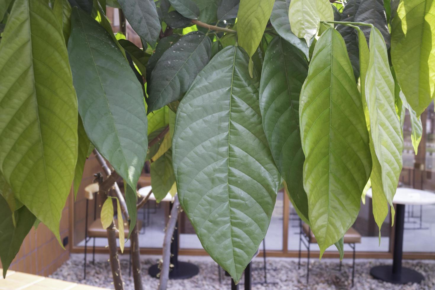 gröna blad av ett kakaoträd foto