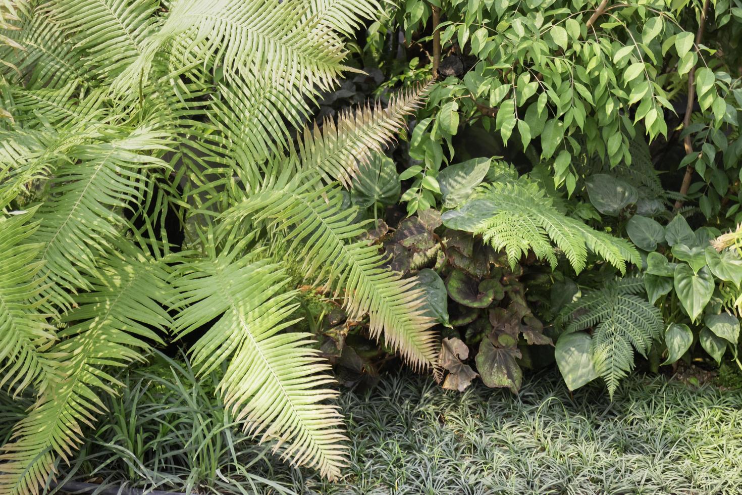 växter i en tropisk trädgård foto