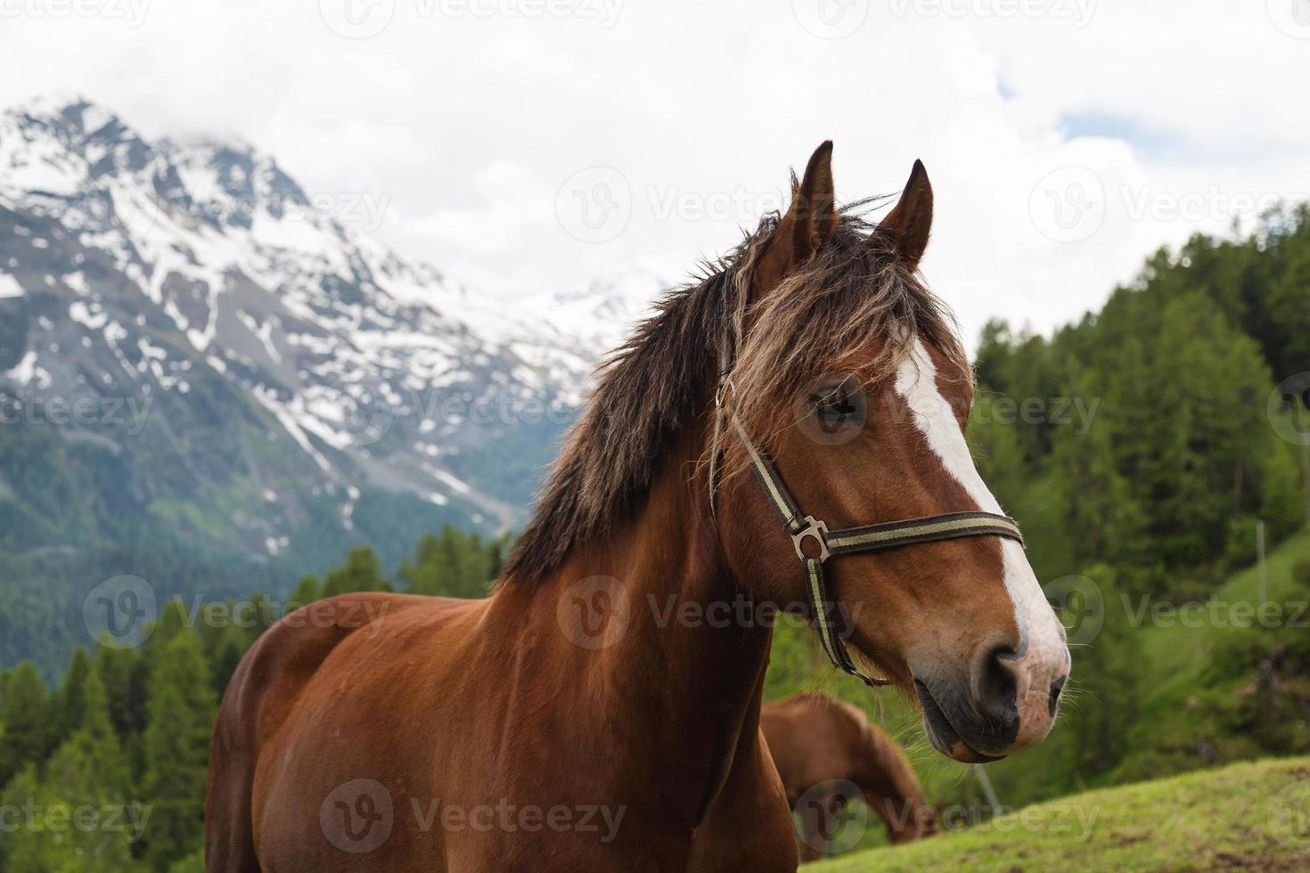 lockigt manen brun häst på bete i schweiz foto