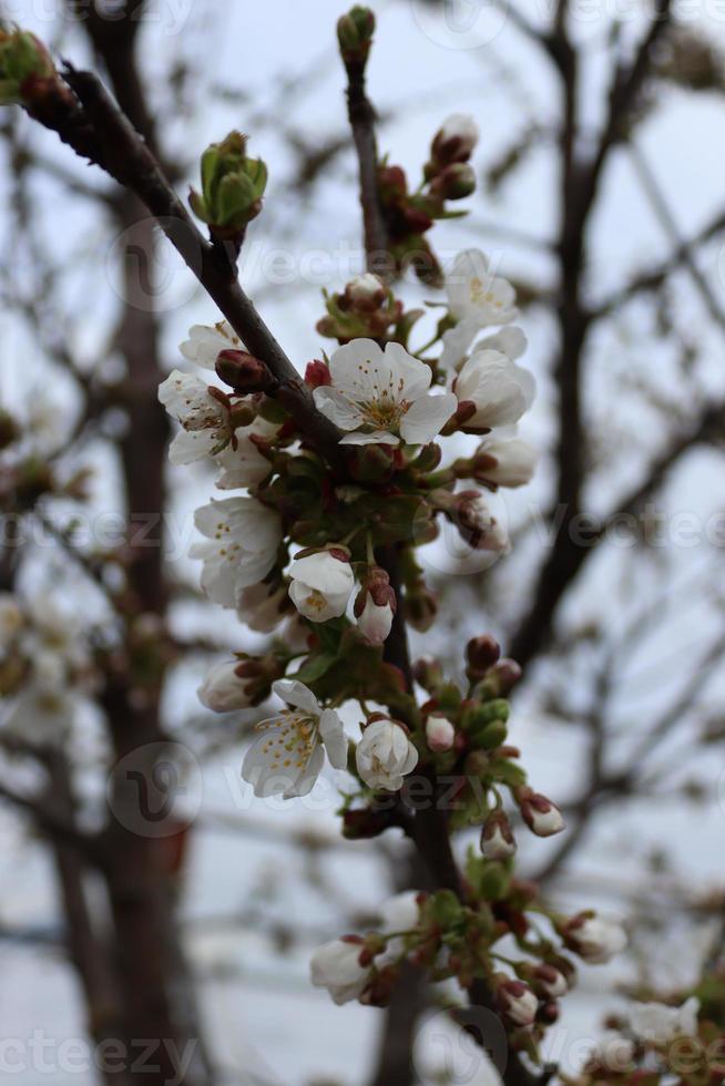 de tråd av en körsbär blomstrande foto