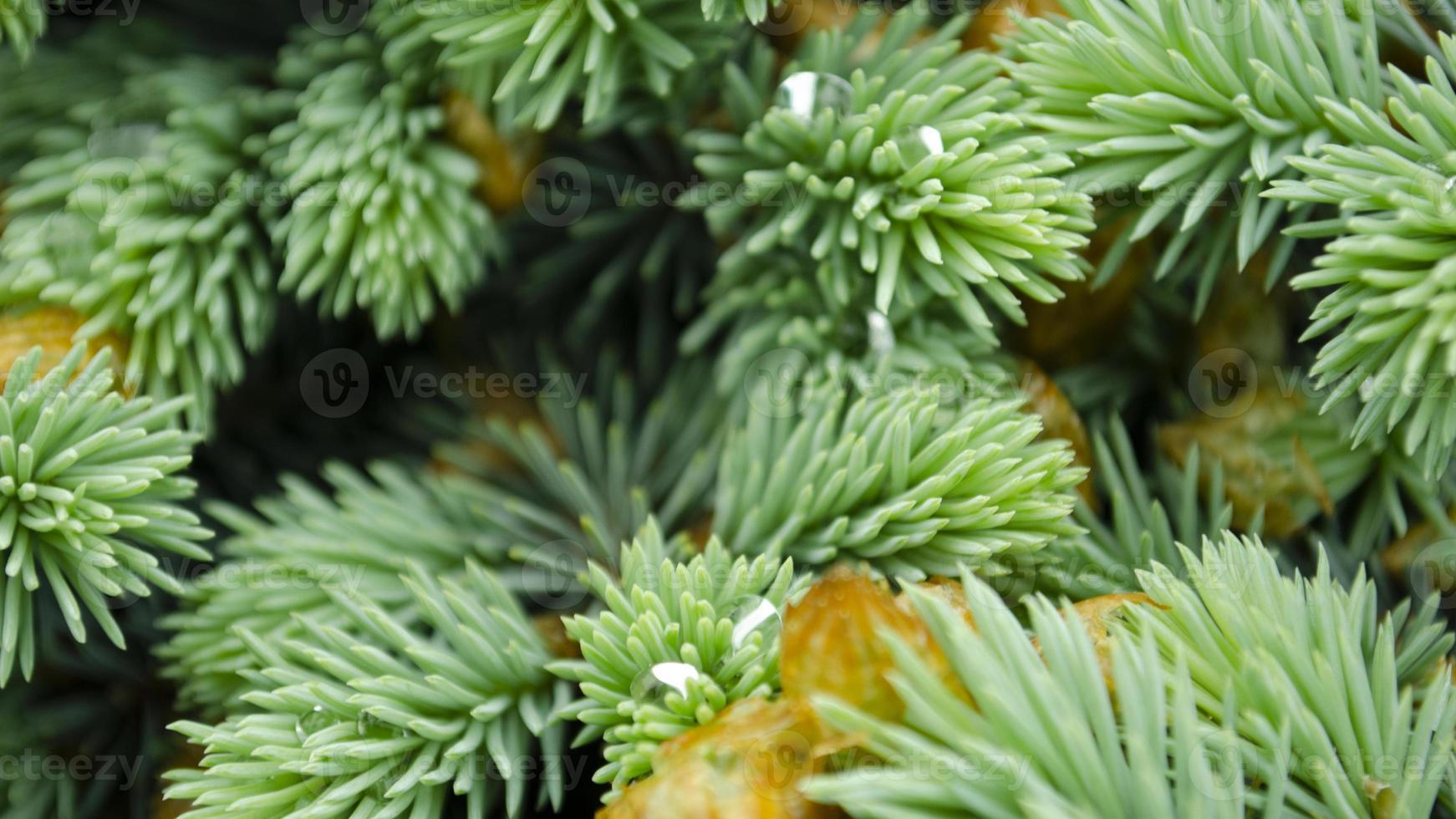 selektiv fokus natur bild. närbild Foto av grön nål tall träd. små tall koner och regndroppe på de grenar. suddig tall nålar i bakgrund