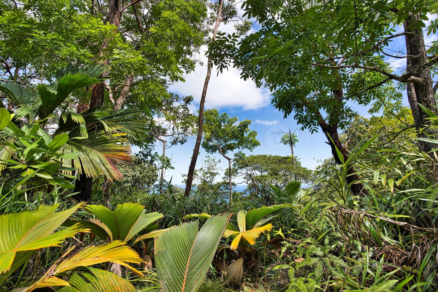 te krog promenad, tjuv handflatan och eukalyptus träd, restaurering, mahe Seychellerna foto