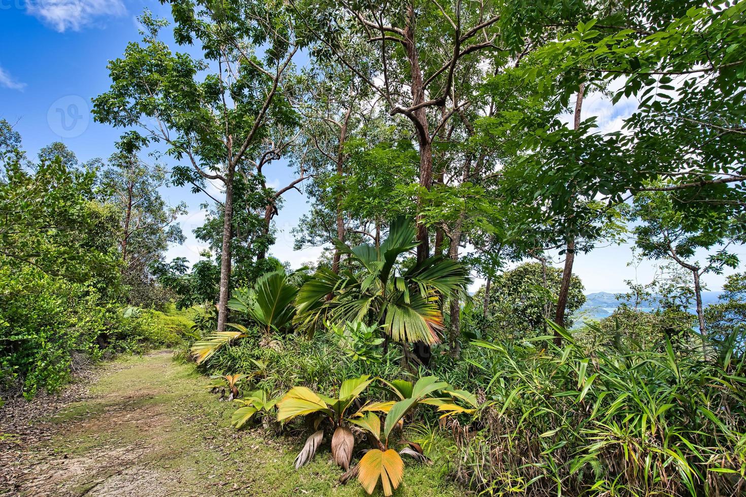 te krog promenad, tjuv handflatan och eukalyptus träd, restaurering, mahe Seychellerna 1 foto