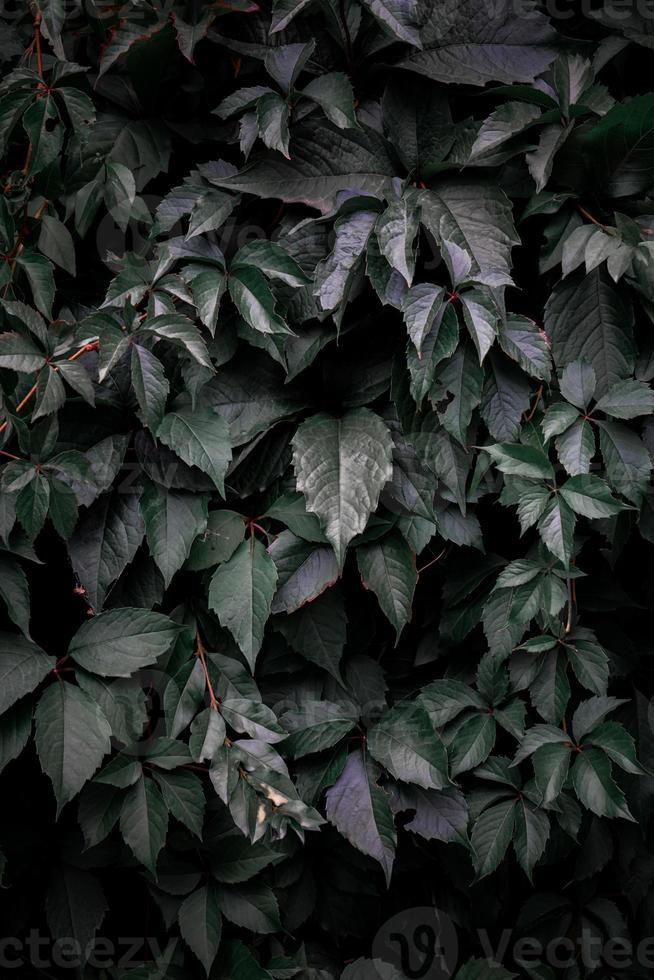 grön växt löv i de natur i våren, grön bakgrund foto