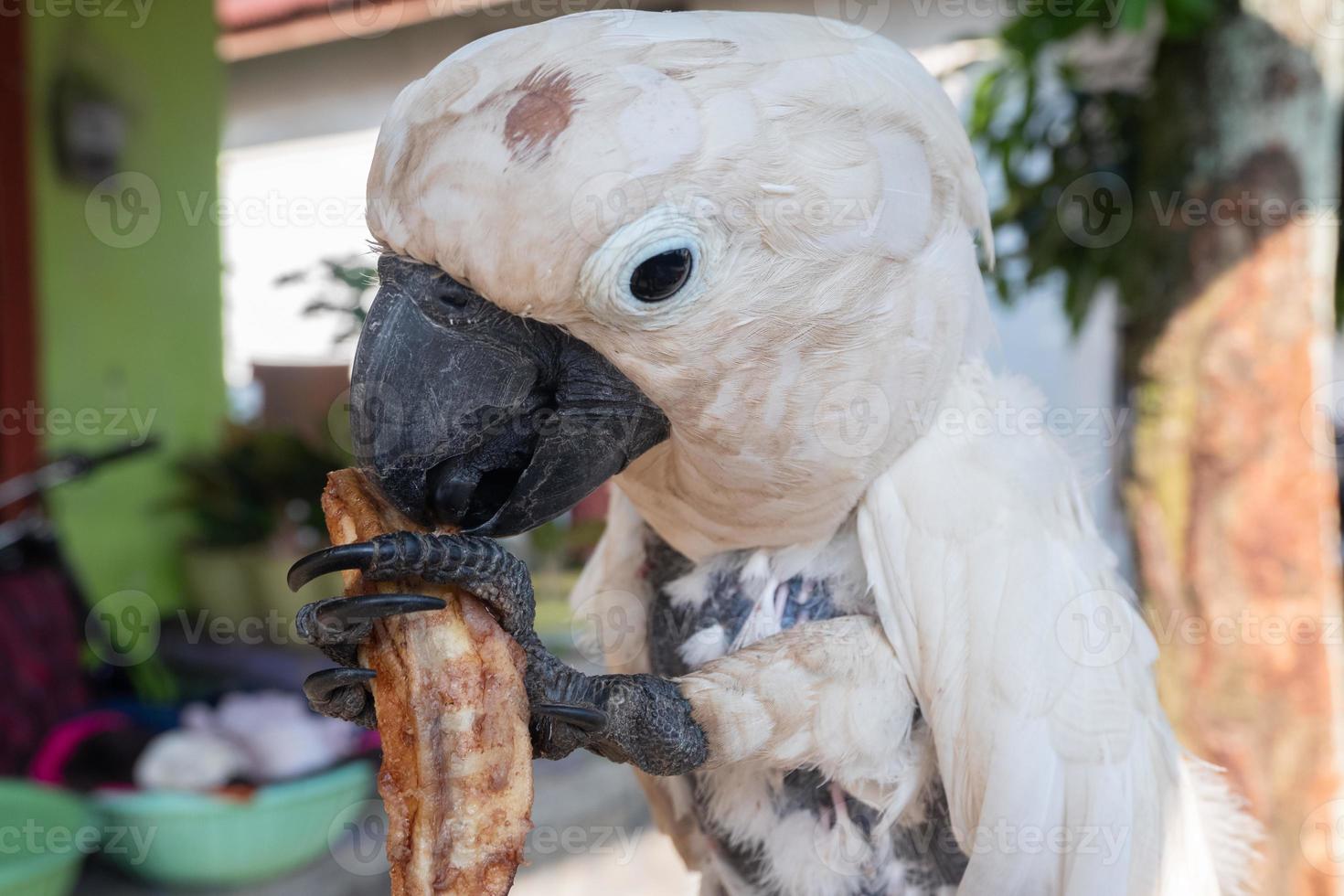 selektiv fokus till kakadua fågel äter kaka. mjuk fokus foto