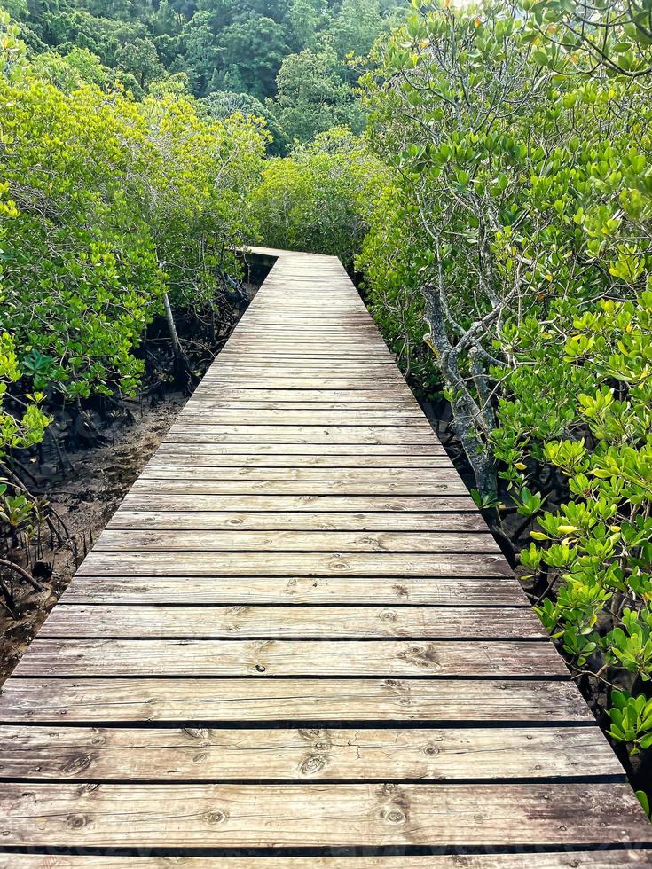 trä- bro på de mangrove på hamn launay, mahe Seychellerna foto