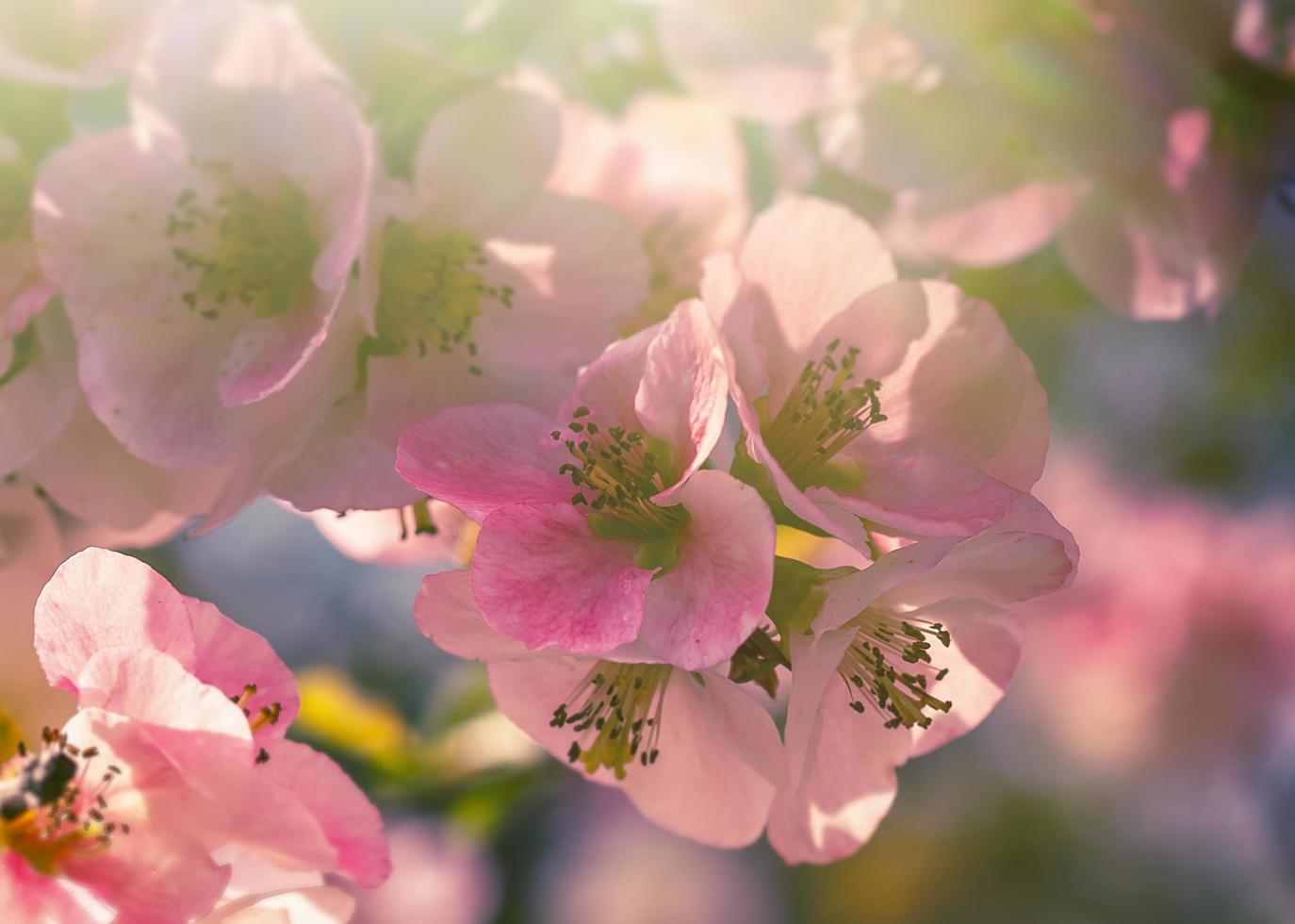 rosa kronblad av vårblommor på långa grenar foto