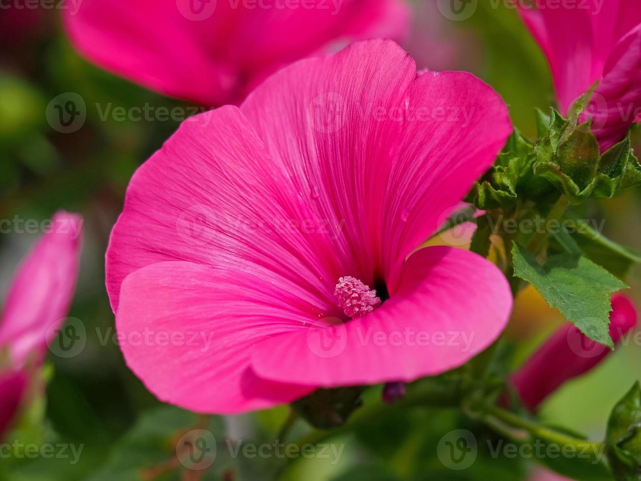 vacker rosa träd mallow blomma, lavatera trimestris ruby regis foto