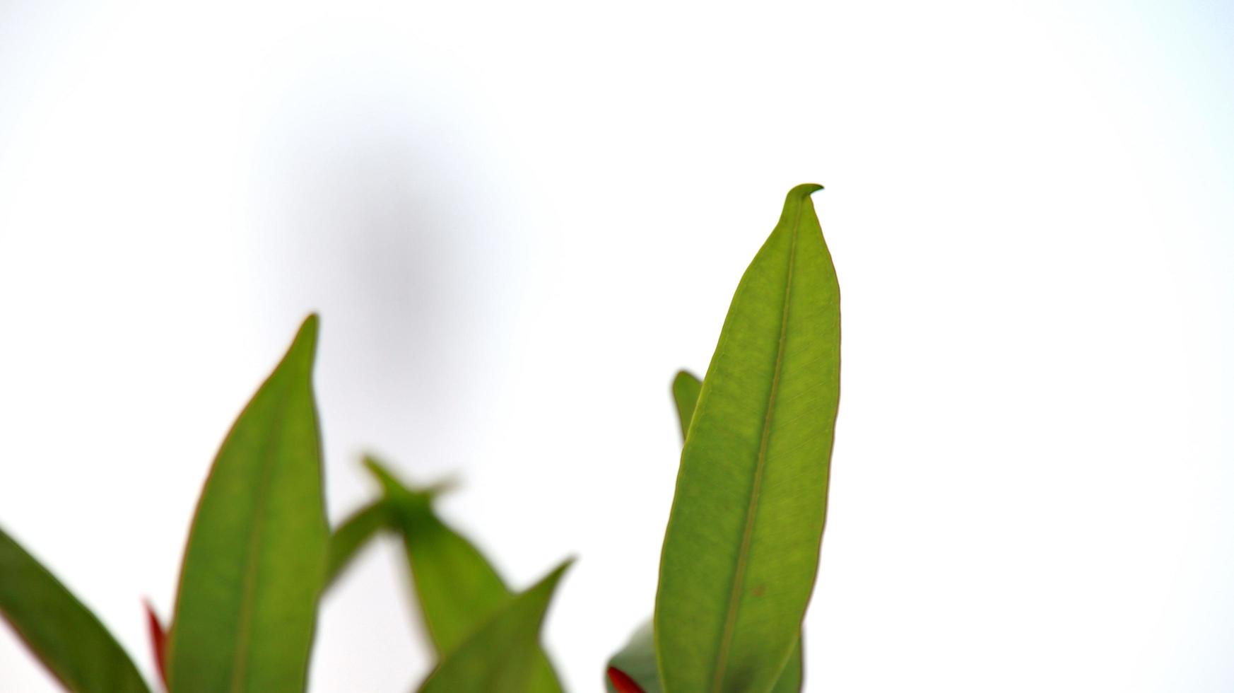 Photinia blad i Foto med bokeh bakgrund