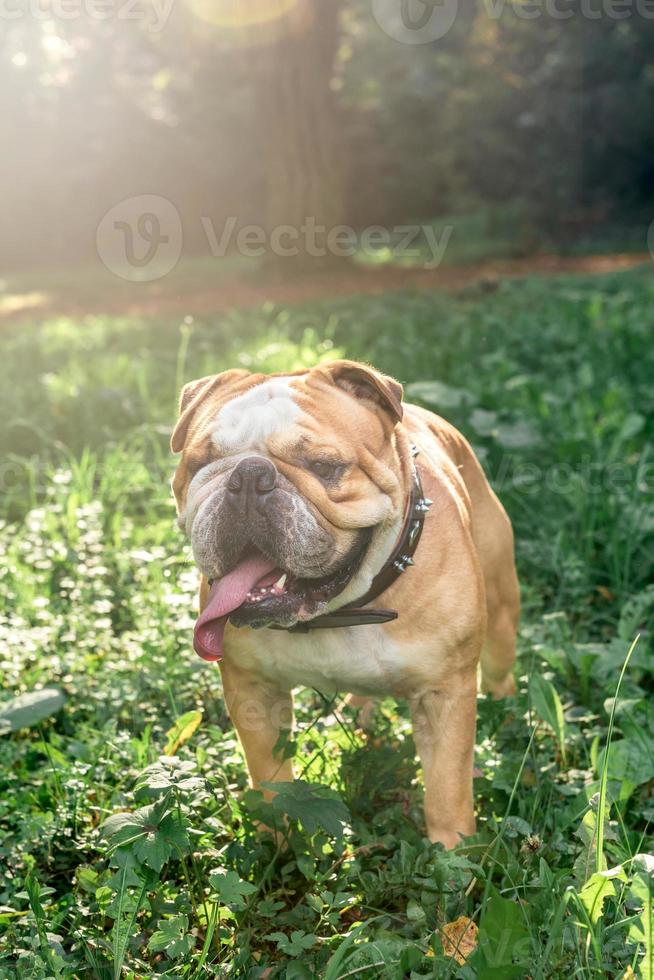 stor vuxen engelsk bulldogg foto