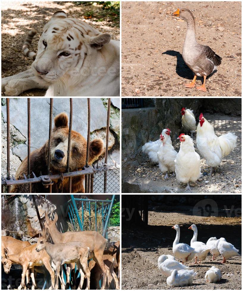 collage av djur foto
